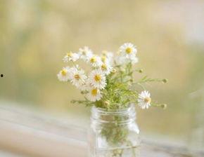 岁月无痕图片,时光流转中的永恒印记